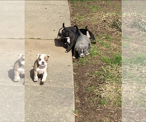 American Bully Litter for sale in OLNEY, MD, USA