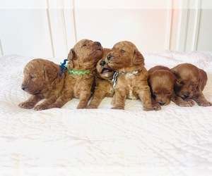 Goldendoodle (Miniature) Litter for sale in SAN DIEGO, CA, USA