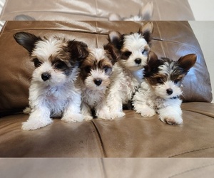Yorkshire Terrier Litter for sale in MODESTO, CA, USA