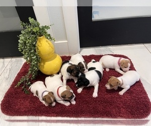 Jack Russell Terrier Litter for sale in SAN JOSE, CA, USA