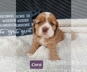 Cocker Spaniel Litter for sale in MIDDLEBURY, IN, USA