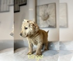 Small Photo #1 Labradoodle Puppy For Sale in LOS LUNAS, NM, USA