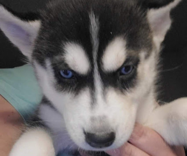 Medium Photo #1 Siberian Husky Puppy For Sale in OWASSO, OK, USA