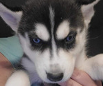 Small Photo #1 Siberian Husky Puppy For Sale in OWASSO, OK, USA