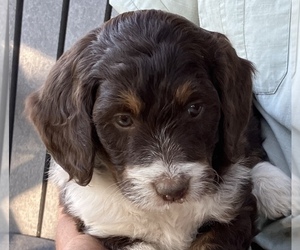 Bordoodle Litter for sale in WEATHERBY, MO, USA