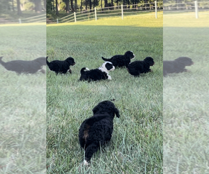 Bernedoodle (Miniature) Litter for sale in LINTON, IN, USA