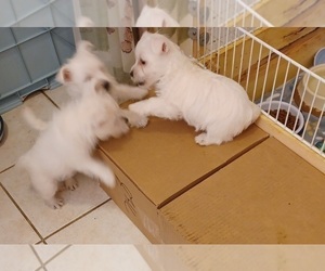 West Highland White Terrier Litter for sale in HAM LAKE, MN, USA