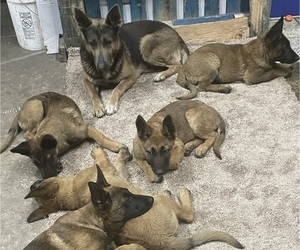 Malinois Litter for sale in MADERA, CA, USA