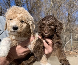 Goldendoodle Litter for sale in BRKN ARW, OK, USA