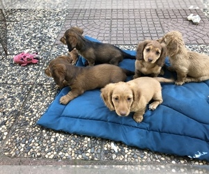 Dachshund Litter for sale in GEORGETOWN, CA, USA