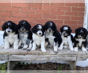 F2 Aussiedoodle Litter for sale in COLUMBIA CITY, IN, USA