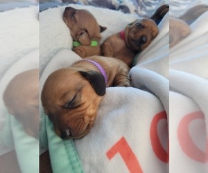 Dachshund Litter for sale in JACKSONVILLE, NC, USA