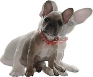 French Bulldog Litter for sale in CAMARILLO, CA, USA