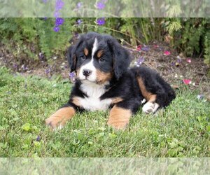 Bernese Mountain Dog Litter for sale in BALTIC, OH, USA