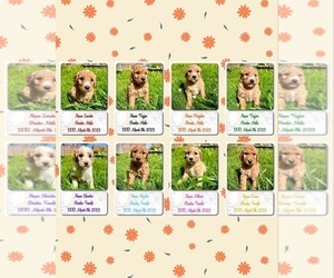 Goldendoodle Litter for sale in CHINO, CA, USA