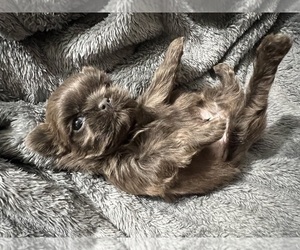 Shih Tzu Litter for sale in HAYWARD, CA, USA