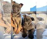 Small Photo #1 German Shepherd Dog Puppy For Sale in DIAGONAL, IA, USA
