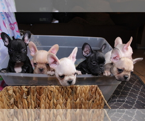 French Bulldog Litter for sale in SAN JACINTO, CA, USA