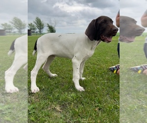 German Shorthaired Pointer Litter for sale in DUNDEE, IA, USA