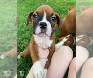 Boxer Litter for sale in PRINCETON, IN, USA