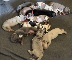 Great Dane Litter for sale in CARVER, MA, USA
