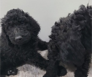 Goldendoodle Litter for sale in WEST, TX, USA