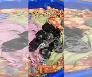 Dachshund Litter for sale in LAKE ALFRED, FL, USA