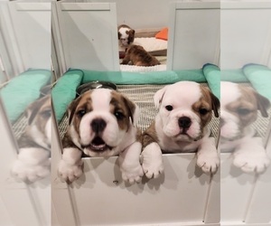 English Bulldog Litter for sale in HOLLY SPRINGS, NC, USA