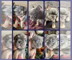 French Bulldog Litter for sale in TUCSON, AZ, USA