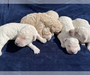 Goldendoodle Litter for sale in GRAHAM, NC, USA