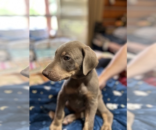 Medium Photo #1 Doberman Pinscher Puppy For Sale in VALLEY, WA, USA