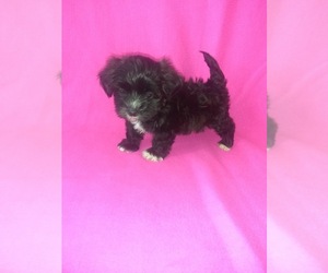 Morkie Litter for sale in LAPEER, MI, USA