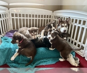 Border Collie-Siberian Husky Mix Litter for sale in INDIANAPOLIS, IN, USA