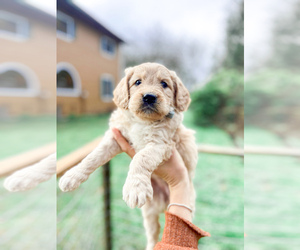 Goldendoodle Litter for sale in OLYMPIA, WA, USA