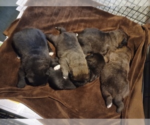 Akita Litter for sale in LOUISVILLE, KY, USA