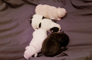 French Bulldog Litter for sale in RINGLE, WI, USA