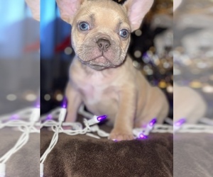 French Bulldog Litter for sale in MOORE, OK, USA
