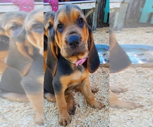 Bloodhound Litter for sale in NEW PORT RICHEY, FL, USA