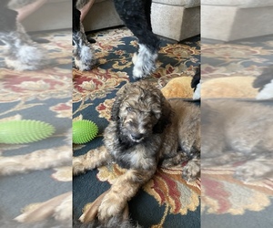 Goldendoodle-Poodle (Standard) Mix Litter for sale in POLLOK, TX, USA