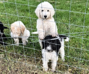 Poodle (Standard) Litter for sale in OTTSVILLE, PA, USA