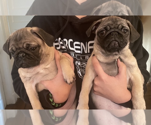 Medium Photo #1 Pug Puppy For Sale in BERGENFIELD, NJ, USA