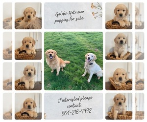 Golden Retriever Litter for sale in VANCOUVER, WA, USA