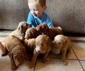 Double Doodle Litter for sale in KENNEDALE, TX, USA