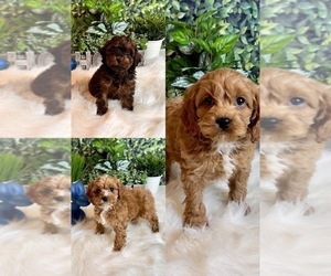 Cockapoo Litter for sale in INDIANAPOLIS, IN, USA