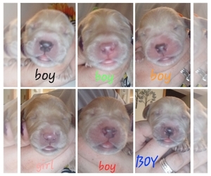 Golden Labrador Litter for sale in SPRINGFIELD, OH, USA