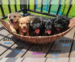 Cavachon-Cavapoo Mix Litter for sale in HAMPTON, VA, USA