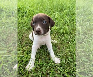 German Shorthaired Pointer Litter for sale in DOTHAN, AL, USA