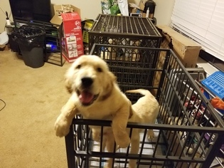 Golden Retriever Litter for sale in COLLEGE STATION, TX, USA