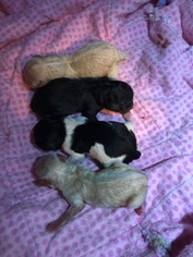 Poodle (Toy) Litter for sale in FALLSTON, MD, USA