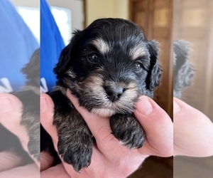 Lhasa-Poo Litter for sale in SPRING GROVE, IL, USA